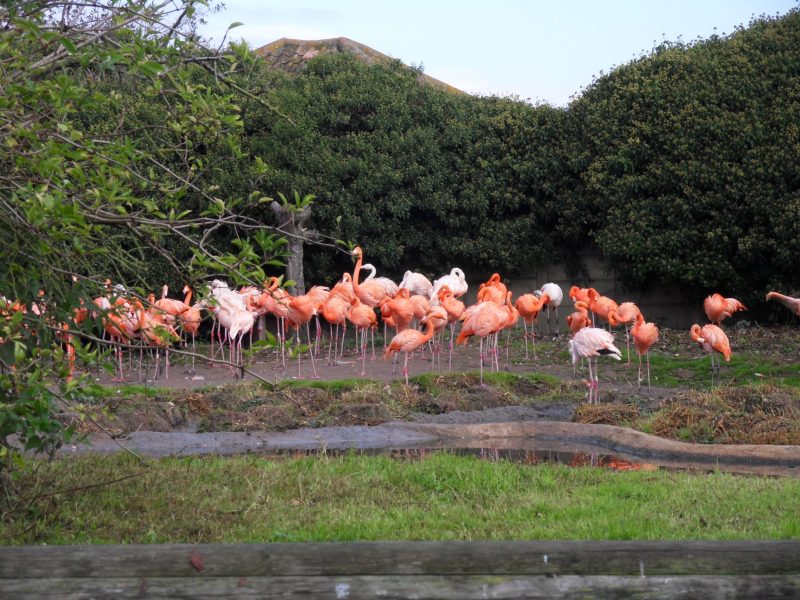 Caribbean Flamingos